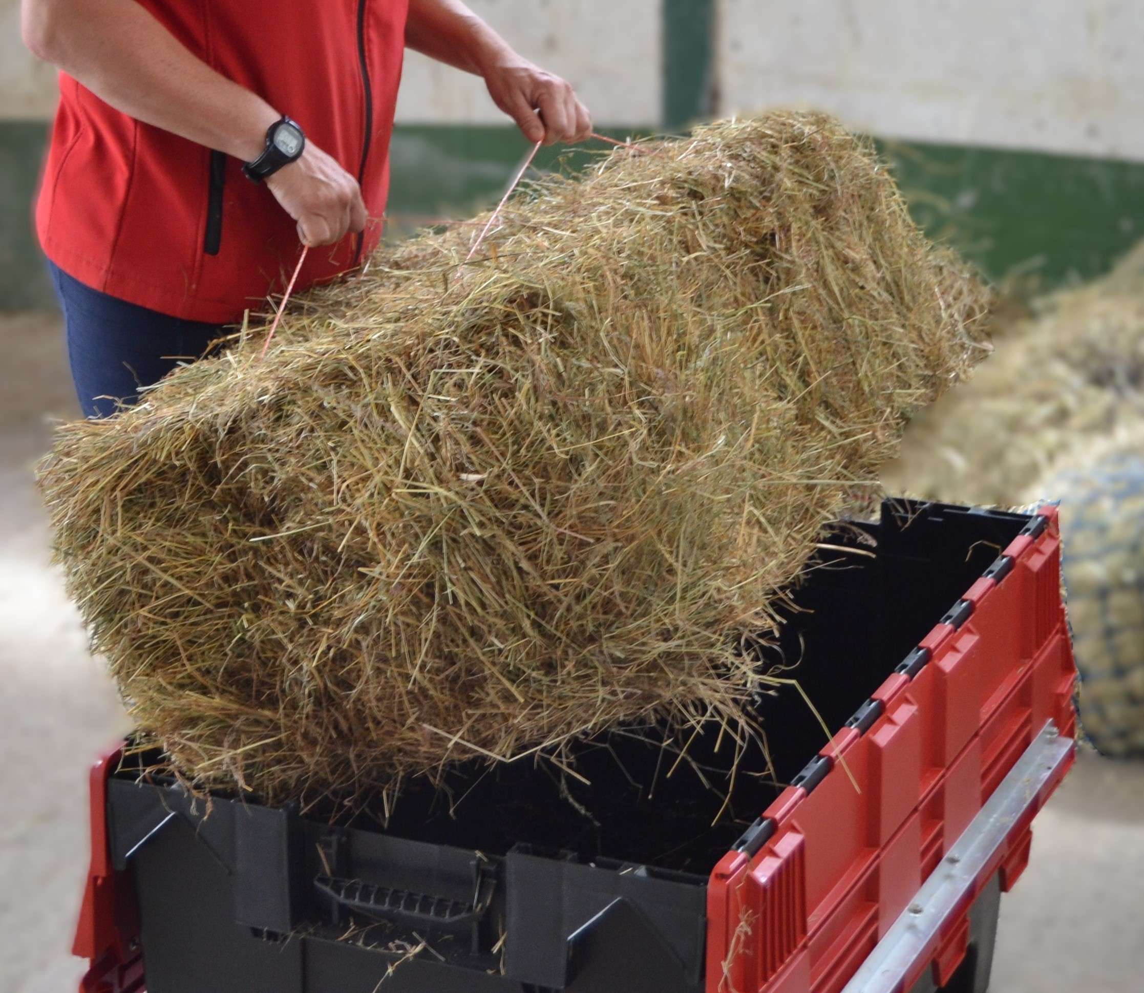 hay-steamer-inhayle